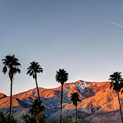 california palm trees against desert mountain range